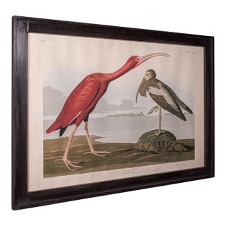 Vintage Scarlet Ibis Picture, English, Framed Print, Jj Audubon, Wildlife Art For Sale