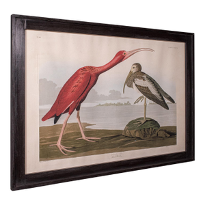 Vintage Scarlet Ibis Picture, English, Framed Print, Jj Audubon, Wildlife Art