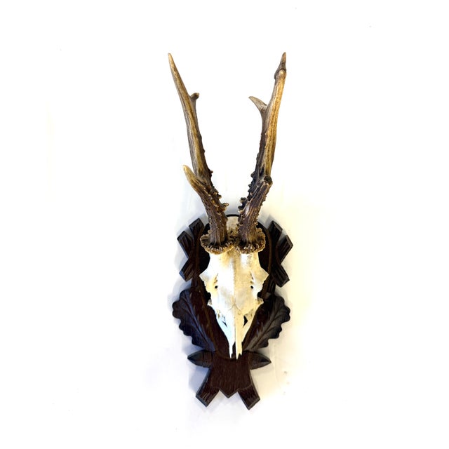 Vintage German Roe Deer antlers mounted on a hand carved wood plaque with considerable detail. Sourced in Germany and...