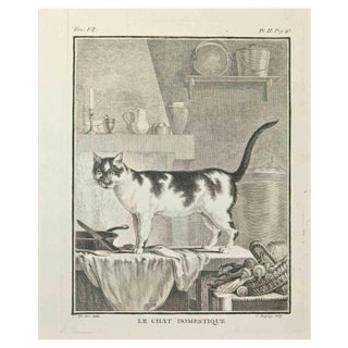 Jean Charles Baquoy, Le Chat d'Espagne, Etching, 1771 For Sale