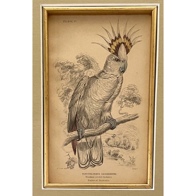 19th Century Bird Engravings - Set of Four | Chairish