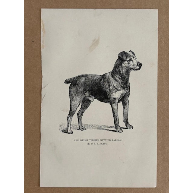 Up for sale is this charming antique dog print from a veterinary guide published in the 1890s and illustrating breed...