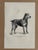Up for sale is this charming antique dog print from a veterinary guide published in the 1890s and illustrating breed...