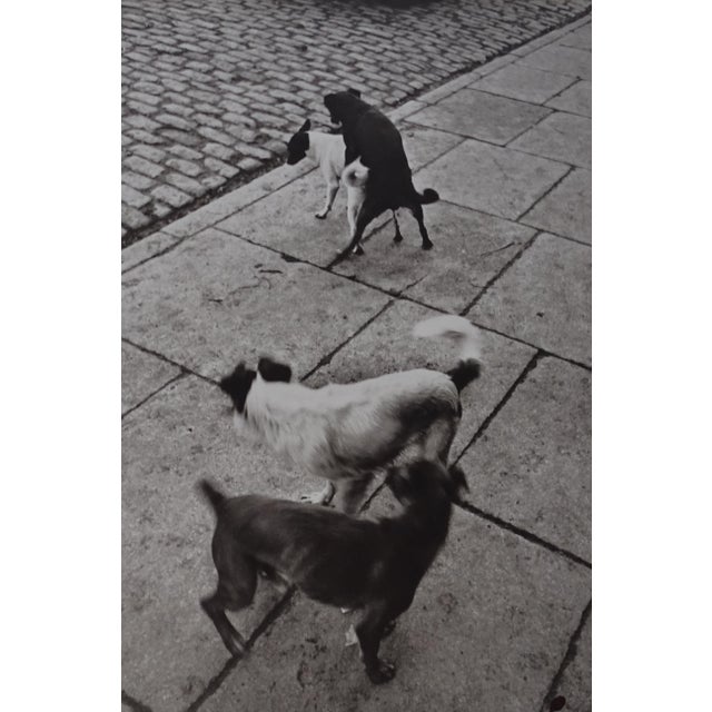 Henri Cartier-Bresson, Dogs, Photolithograph For Sale - Image 8 of 8