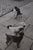 Henri Cartier-Bresson, Dogs, Photolithograph For Sale - Image 8 of 8