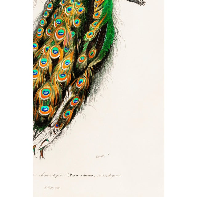 Blue Peacock Antique Illustration, Vintage Bird Art Print Reproduction, 24″ × 36″ For Sale - Image 8 of 9