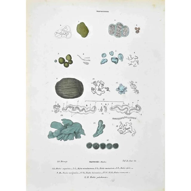 Lithograph hand watercolored. Plate from "Atlante di Botanica popolare ossia Illustrazione di Piante Notevoli di ogni...