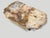 Andrianna Shamaris Beautiful Rare Petrified Wood Coffee Table For Sale - Image 9 of 18