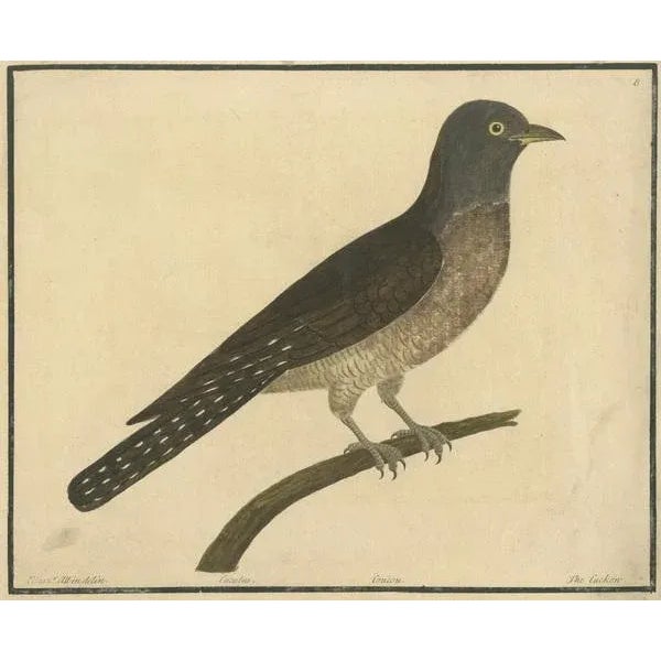 Title: Antique Hand-Colored Engraving of The Cuckoo by Eleazar Albin, circa 1730 : This finely detailed hand-colored...