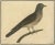 Title: Antique Hand-Colored Engraving of The Cuckoo by Eleazar Albin, circa 1730 : This finely detailed hand-colored...
