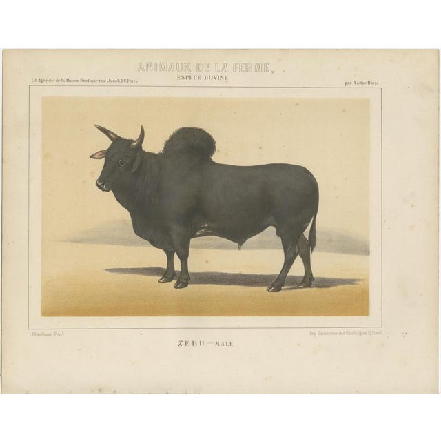Olivier De Penne, Zebu Bull, Humped Cattle, 1863, Chromolithograph For Sale - Image 3 of 9