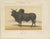 Olivier De Penne, Zebu Bull, Humped Cattle, 1863, Chromolithograph For Sale - Image 3 of 9