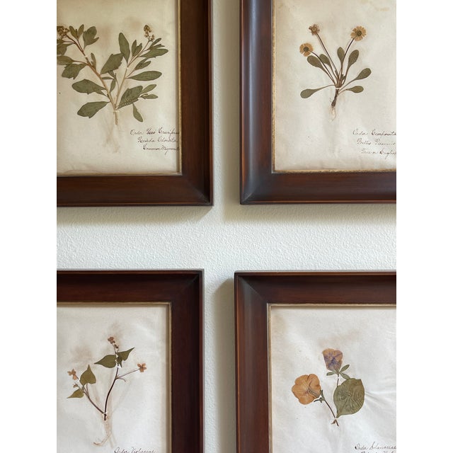 19th Century Swedish Herbarium, Violet - Woodland Collection For Sale In Seattle - Image 6 of 7