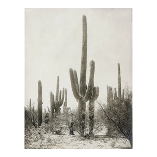 Reproduction Vintage Cactus Photo - 1900s Tucson - Vintage Desert Print For Sale