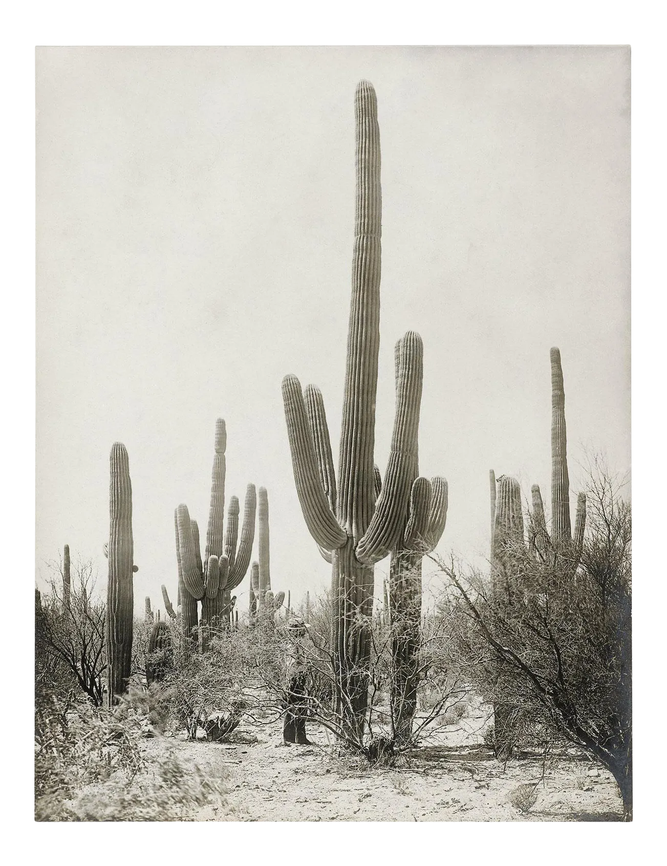 Reproduction Vintage Cactus Photo - 1900s Tuscon - Vintage Desert Print