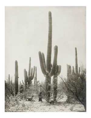 Reproduction Vintage Cactus Photo - 1900s Tuscon - Vintage Desert Print