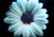 This is a stunning macro photograph of a Daisy against a black background. The photo is 24" x 30" and is in excellent...