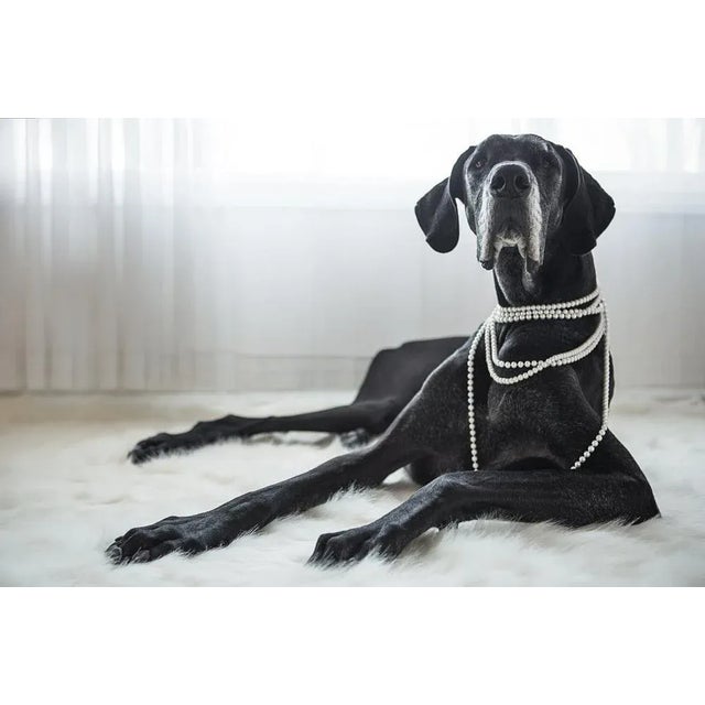 Christopherbernard, Big Dog Laying on Fur Rug, Photographic Paper, in Flawless conditions. Designed from 2000 This piece...