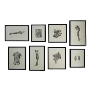 Vintage Set of Eight Anatomical Lithographs After Albrecht Von Haller