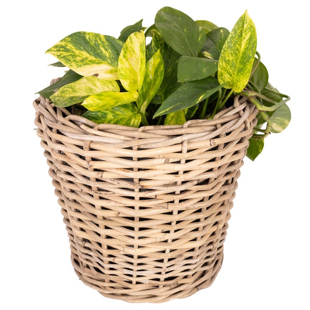 Wood Artifacts Rattan Round Planter with Black Plastic Insert, Natural, 11" For Sale - Image 7 of 9