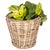 Wood Artifacts Rattan Round Planter with Black Plastic Insert, Natural, 11" For Sale - Image 7 of 9