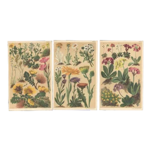 1890 Set of 3-French Antique Botanical Chromolithographs-Flowers of the Alps