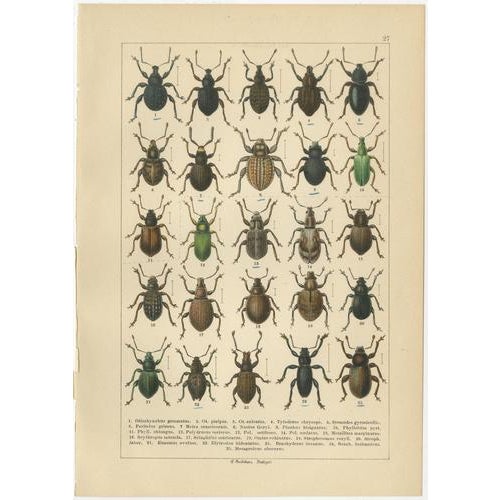 Calwer, Weevil Beetles, Curculionidae Plates, 1893, Chromolithographs, Set of 6 For Sale - Image 3 of 9
