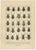 Calwer, Weevil Beetles, Curculionidae Plates, 1893, Chromolithographs, Set of 6 For Sale - Image 3 of 9