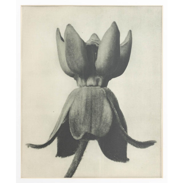 Karl Bossfeldt Urformen Der Kunst Photogravures, 9 For Sale - Image 10 of 16