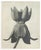 Karl Bossfeldt Urformen Der Kunst Photogravures, 9 For Sale - Image 10 of 16