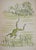 Léonard Tsuguharu Foujita Zen, frog above a pond, 1936 Wood engraving enhanced with stencil watercolor Signed in the board...