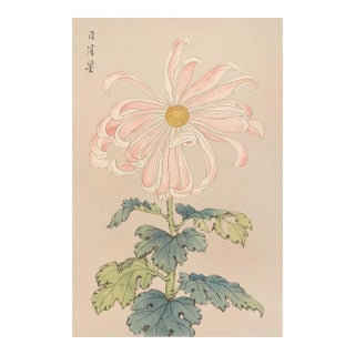 Pink Spider Chrysanthemum by Hasegawa Japanese Botanical Art Print, 40" X 60" For Sale