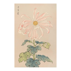 Pink Spider Chrysanthemum by Hasegawa Japanese Botanical Art Print, 40" X 60"