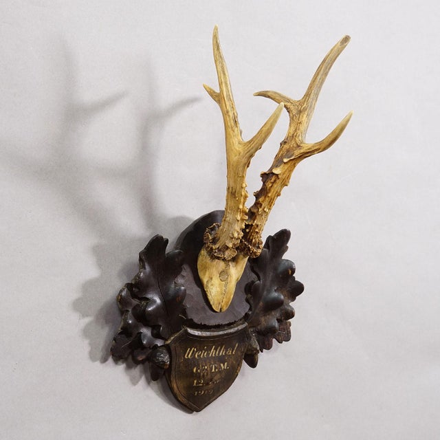 Antique Black Forest Red Deer Trophy on Carved Plaque, Austria 1919 An antique red deer (Capreolus capreolus) trophy on a...