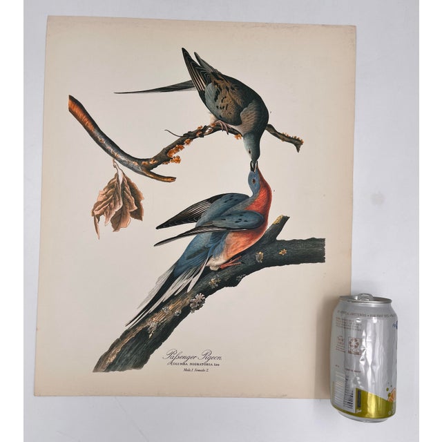 Audubon Bird Print – “Passenger Pigeon”, 1964 Abrams Folio – Vintage Ornithology Art 1964 print from "The Audubon Folio:...