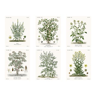1870 G. Dupuis Lithographs From the Vegetable Kingdom Unframed — Understated Antique Natural History Illustrations Set of 6 For Sale