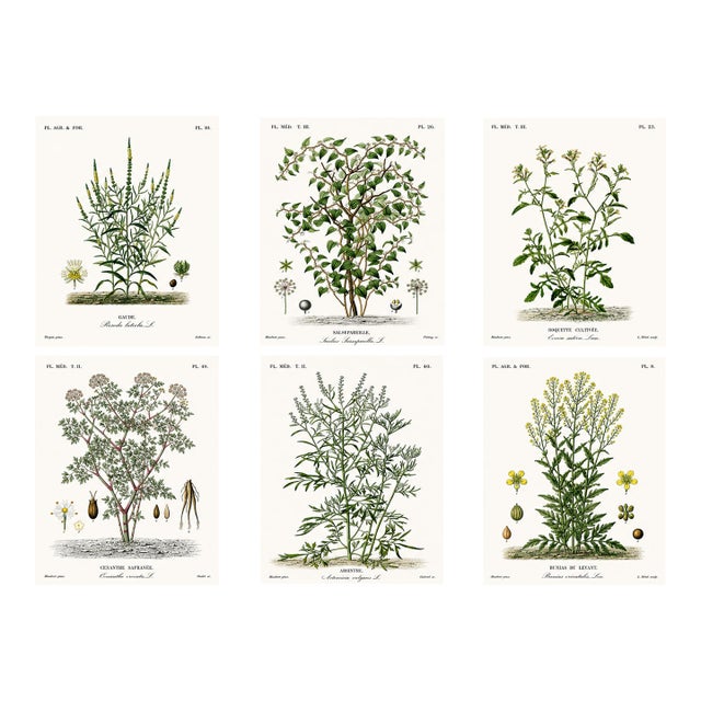 1870 G. Dupuis Lithographs From the Vegetable Kingdom Unframed — Understated Antique Natural History Illustrations Set of 6 For Sale
