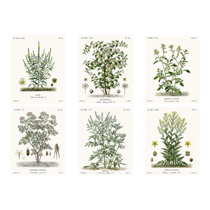 1870 G. Dupuis Lithographs From the Vegetable Kingdom Unframed — Understated Antique Natural History Illustrations Set of 6