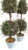Christopher Spitzmiller, Inc Topiary Boxwood Pair - No Lemons For Sale - Image 4 of 9