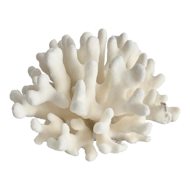 Natural Pacific Elkhorn Coral Specimen For Sale