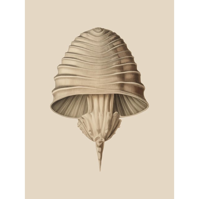 Set of 12 – Sea Forms | Sea Shells Natural History Fine Art Prints | Unframed For Sale - Image 6 of 14