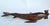 1970s Ironwood Hand-Carved Shark Animal Sculpture Coastal Nautical Figurine Brazil For Sale - Image 13 of 14