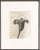 Karl Blossfeldt, Natural Grace, 1942, Photogravure, Framed For Sale - Image 9 of 9