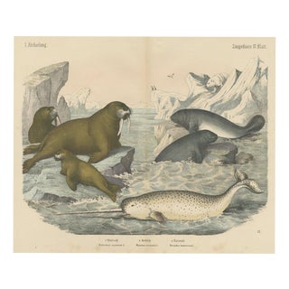 C. F. A. Kolb, Walrus and Narwhal, Arctic Sea Scene with Manatee, 1890, Print For Sale