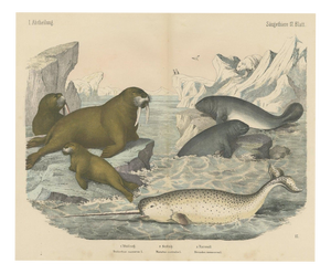 C. F. A. Kolb, Walrus and Narwhal, Arctic Sea Scene with Manatee, 1890, Print