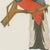1940s After Descourtilz, Trogons and Jays, 1944, Paper For Sale - Image 5 of 12