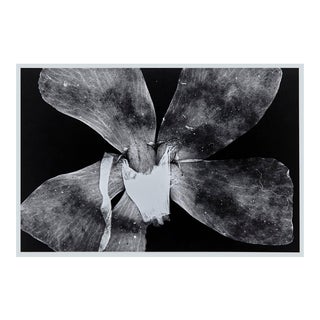 Enrico Garzaro, Flora Photogram, Black and White Photography For Sale