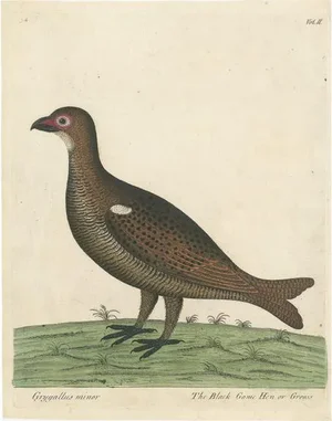 Black Game Hen, Paper