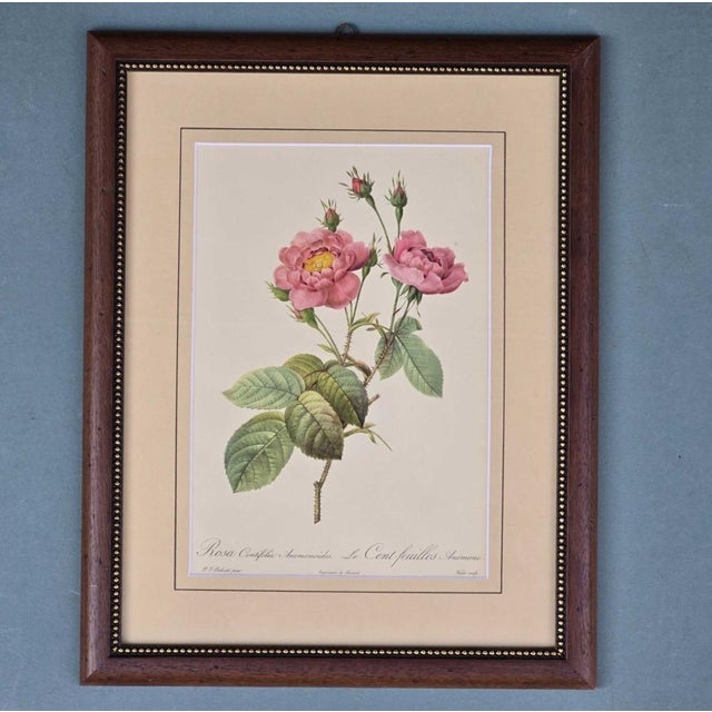 Modern Pierre-Joseph Redouté, Roses, 1950s, Lithographs, Framed, Set of 2 For Sale - Image 3 of 18