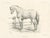 Stanislas Petit, Navarrin Horse, 1880s, Paper For Sale